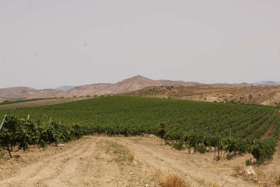 Agrigento: Wine tasting and walk in the vineyards. - Price and value: what $105 buys beyond the glasses