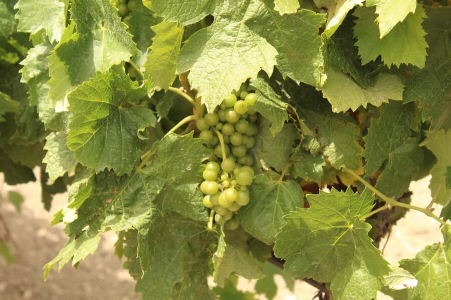Agrigento: Wine tasting and walk in the vineyards. - The tasting of 5 wines: how to make it enjoyable, not overwhelming
