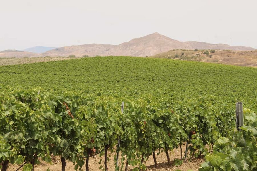 Agrigento: Wine tasting and walk in the vineyards. - Walking through vineyards and wild nature: what to expect on the property