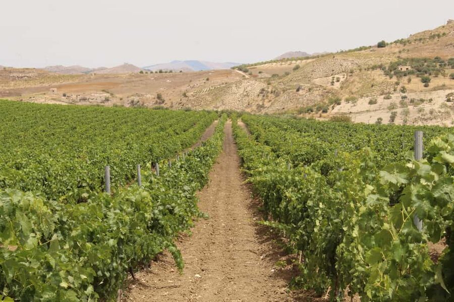 Agrigento: Wine tasting and walk in the vineyards. - Logistics, timing, and how to plan your day around the ride
