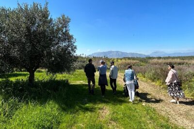 Balestrate Olive Grove Tour: Wine and Olive Oil Tasting