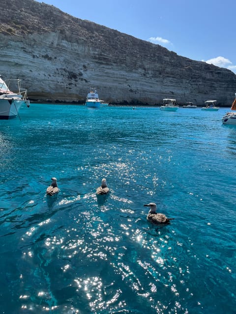 barca liliana ( caligola1) - Dolphins, Turtles, and Real Expectations for Wildlife