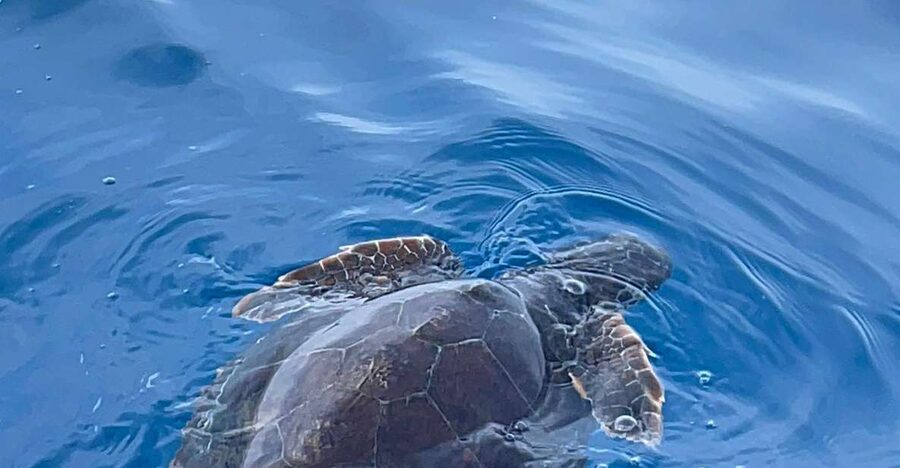 boat tour exploring and searching for dolphins in Acitrezza - From Aci Trezza at 6:30 pm: the dolphin hunt vibe