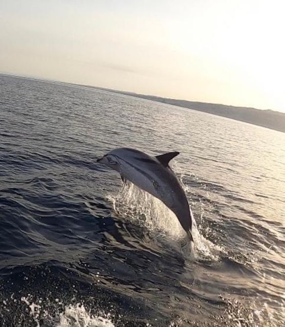 boat tour exploring and searching for dolphins in Acitrezza - Price and value: what 67.97 gets you