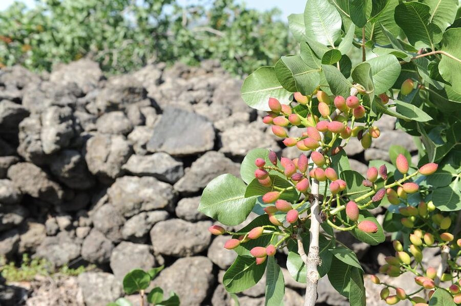 Bronte: Tour e degustazione nelle piantagioni di pistacchi - Entering Bronte’s pistachio world, one field at a time