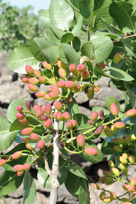 Bronte: Tour e degustazione nelle piantagioni di pistacchi - The second guided segment (about 40 minutes): cultivation details you can repeat later