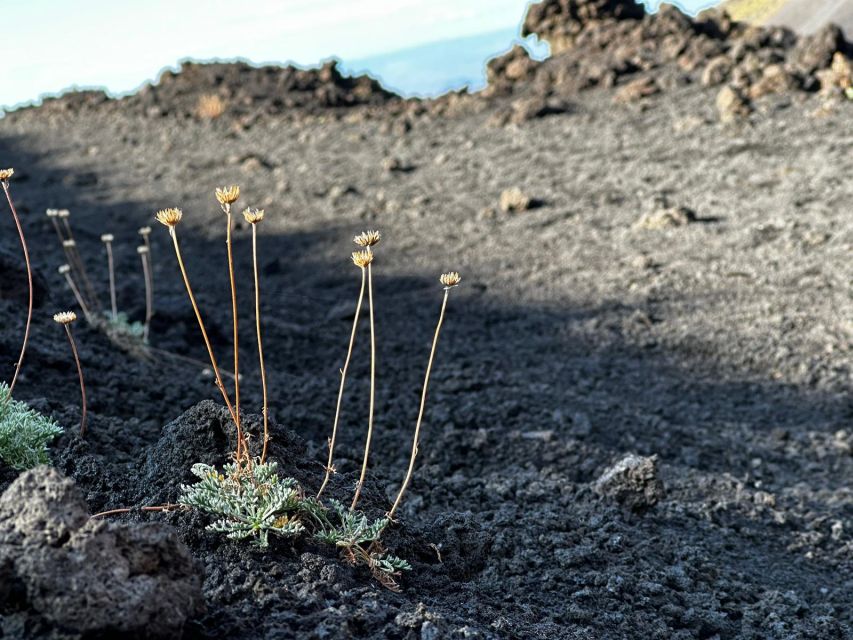 Catania: Etna Morning or Sunset Trek with Lava Tunnel & Gear - Getting to Etna from Catania: meet by McDonald’s, then settle in on the van