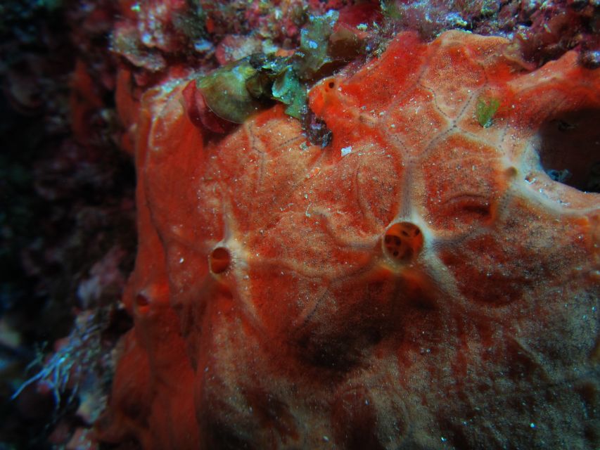 Catania: Gulf Scuba Diving Tour with Marine Biologist - The “What You See” Part: Lava Shapes and Basalt Features