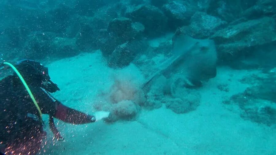 Catania: Gulf Scuba Diving Tour with Marine Biologist - Marine Life: More Than “Just Fish”