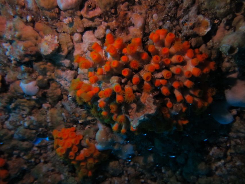 Catania: Gulf Scuba Diving Tour with Marine Biologist - Beginner-Friendly, With Real Safety Checks