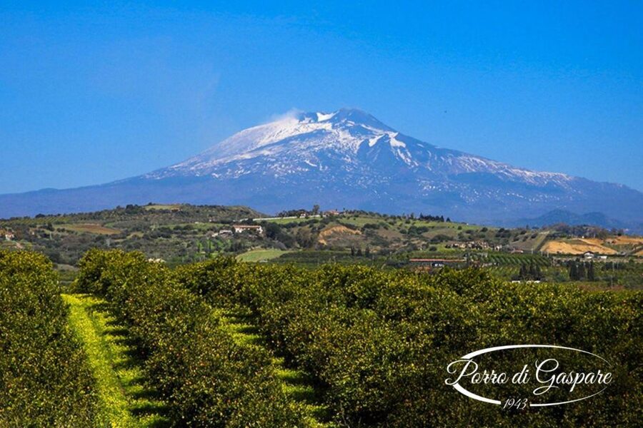 Catania: Pozzo di Gaspare Farm Guided Tour with Tastings - Walking the Groves With Giuseppe: Blossoms, Harvest, and Real Farming Choices