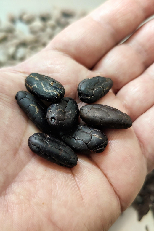 Chocolatier for a day: raw bean to bar chocolate in Modica - Your 3-hour plan: what happens from start to finish