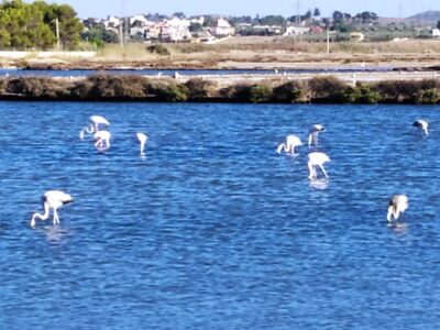 Discover Trapani’s Saltpans with an E-Bike Tour