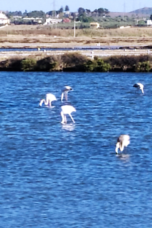 Discover Trapani's Saltpans with an E-Bike Tour - The guide matters: Massimo’s clear explanations in Italian and English