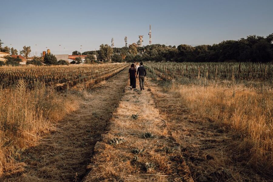 Etna: Urban Winery, Vineyards Walk & Wine Tasting at Sunset - Urban Winery on Etna’s Slopes: What Makes This Catania-Area Experience Different