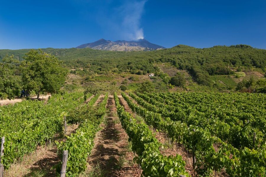 Etna & Wine Private Day Tour - Guided Etna Station Visit: What You Actually Do on the Volcano