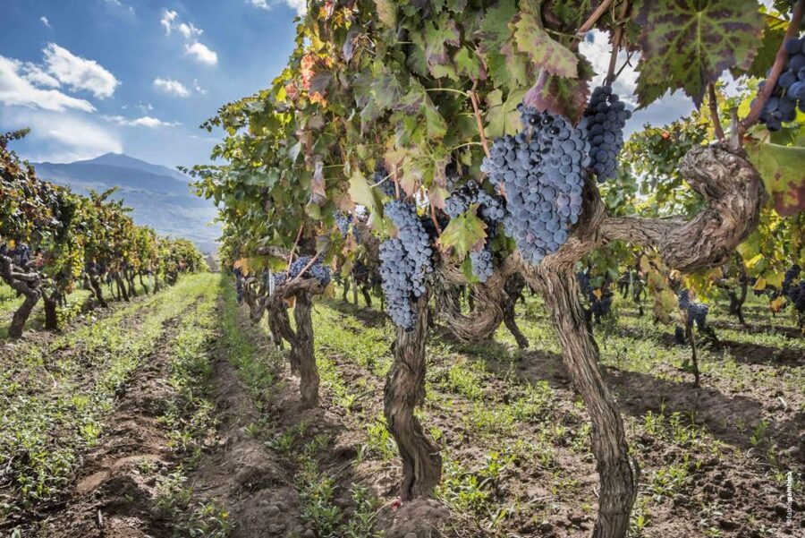 Etna & Wine Private Day Tour - The Volcanic Winery Visit: Family Work, Not a Conveyor Belt