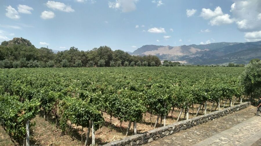 Etna: Wine Tasting and Food Tour - Etna, Honey, and a Real Sicilian Lunch in One Day