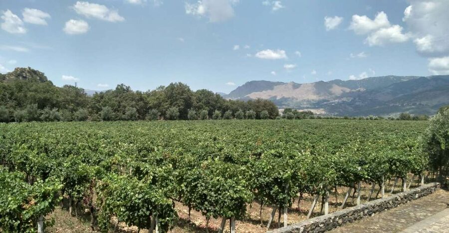 Etna: Wine Tasting and Food Tour - What the Sommelier Teaches You About Etna DOC (Without Making It Pretentious)