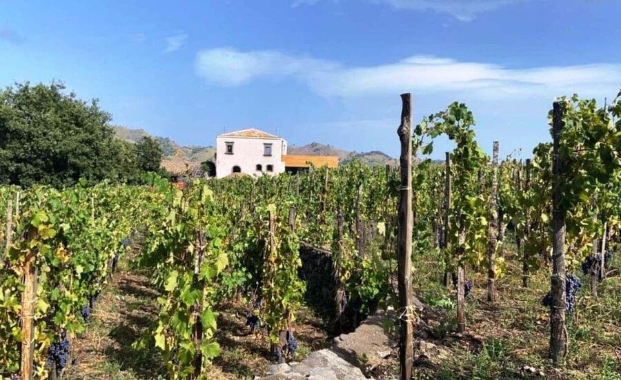 Etna: Wine Tasting and Food Tour - Two Wineries, One Day, and 7 Wines You’ll Want to Compare