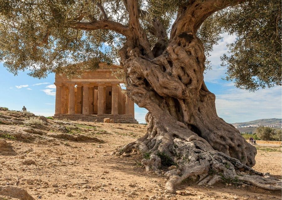 From Agrigento to Siracusa: Valley of Temples & Roman Villa - Price and value: what $270.75 buys you (and what it doesn’t)