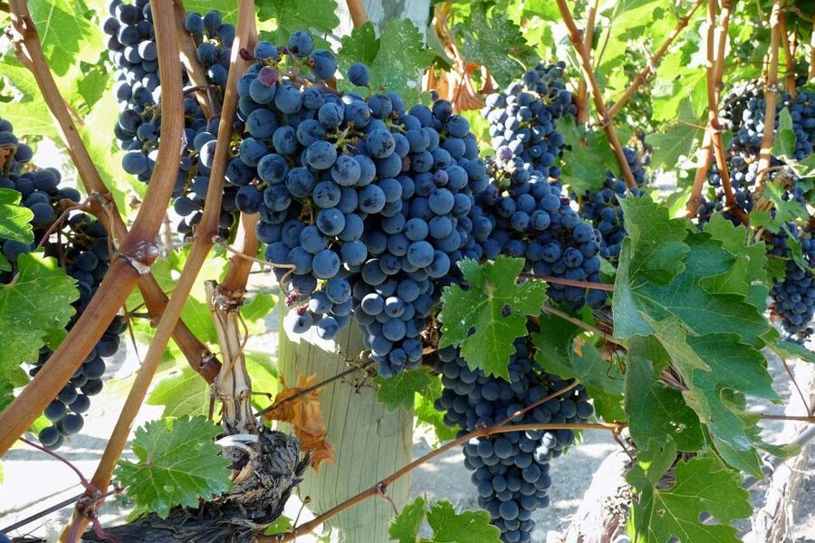 From Catania: Mount Etna Half-Day Tour and Wine Experience - Morning Pickup in Catania, Then Straight Toward Etna