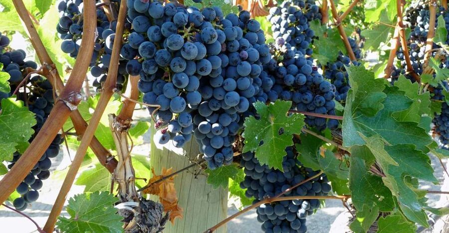 From Catania: Mount Etna Half-Day Tour and Wine Experience - Craters and Ancient Lava Flows: How the Etna Trek Works