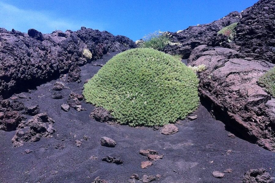 From Catania: Mount Etna Half-Day Tour and Wine Experience - Lava Cave Time With Helmets and Torches