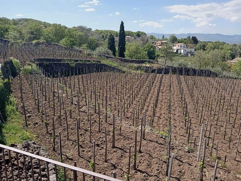 From Taormina: Etna Walking Tour and Wine Tasting in Winery - Lava tunnel time: short stop, big payoff