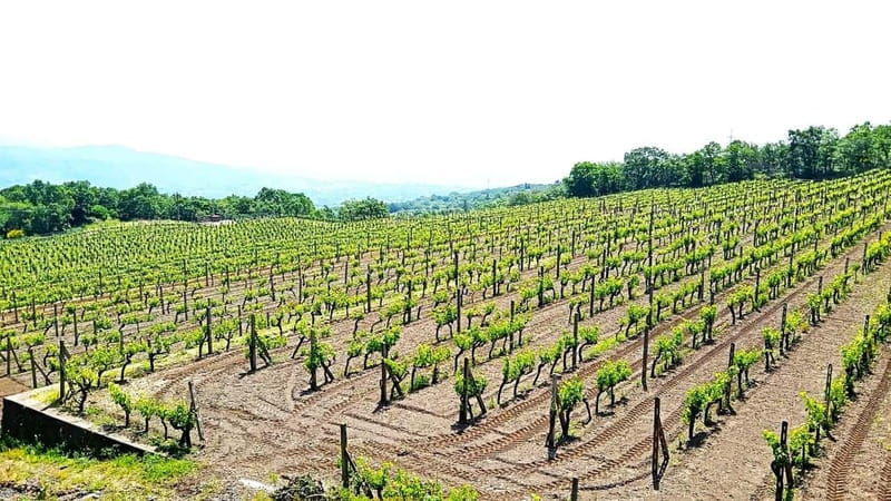 From Taormina: Etna Walking Tour and Wine Tasting in Winery - Winery transfer: shifting from stone and smoke to Sicilian flavor
