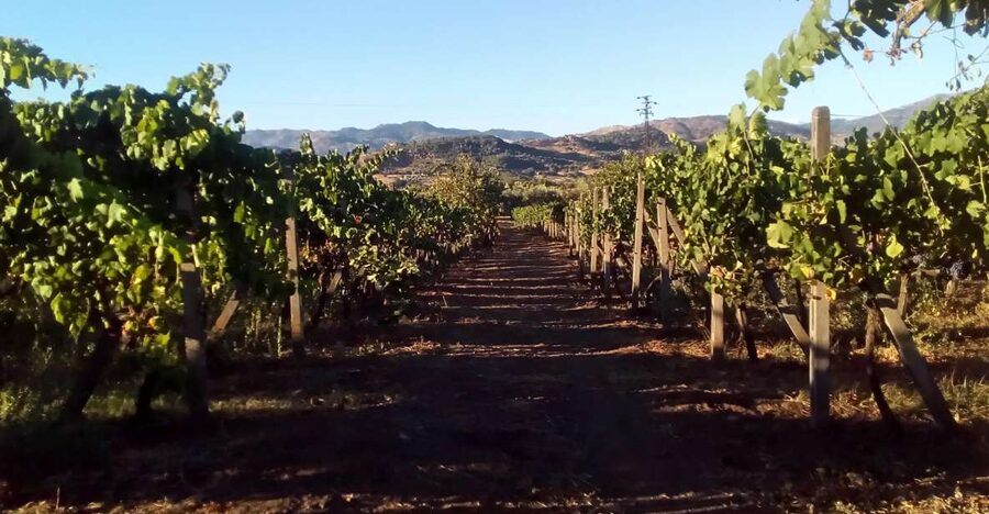From Taormina: Etna Wineries Small Group Tour - A full day built around Etna wines and a medieval village hour