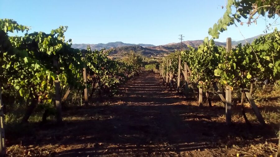 From Taormina: Etna Wineries Small Group Tour - Should you book this Etna wineries small group tour?
