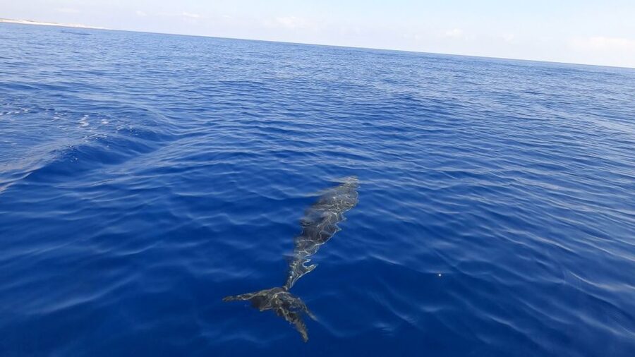 From Trapani: Full-Day Sailboat Trip to Favignana & Levanzo - Cala Rossa and the Sea Life Factor on Favignana’s Side