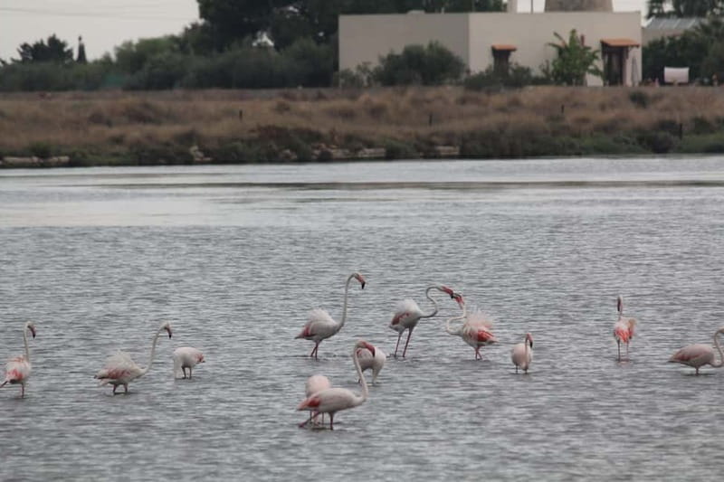 From Trapani: Salt Road Tour With Winery Visit and Boat Trip - Choosing the winery: Donnafugata, Florio, Caruso, Pellegrino, or Mininni