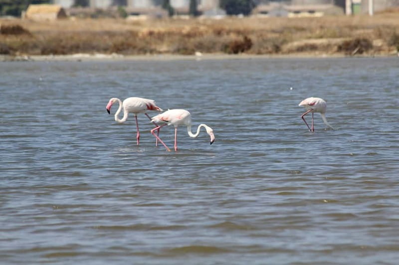 From Trapani: Salt Road Tour With Winery Visit and Boat Trip - Salt Road sights, explained: local landmarks you can actually use