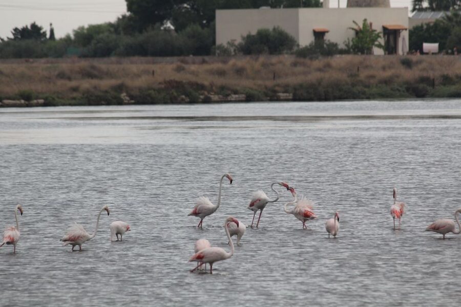 From Trapani: Salt Road Tour With Winery Visit and Boat Trip - Value check: is $169.93 a smart deal for this mix?