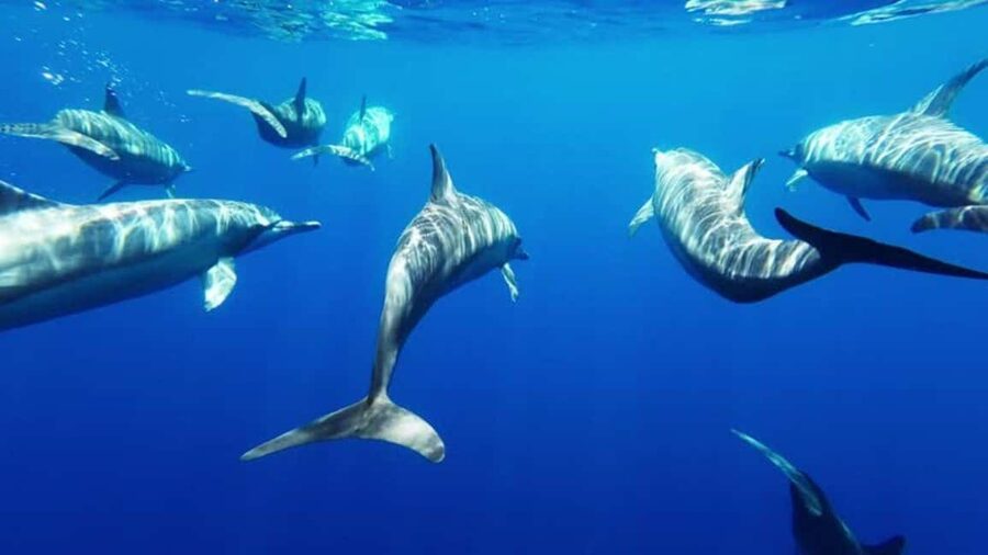 Giardini Naxos: Semi-Submarine Tour to Isola Bella - Key things that make this tour worth your time