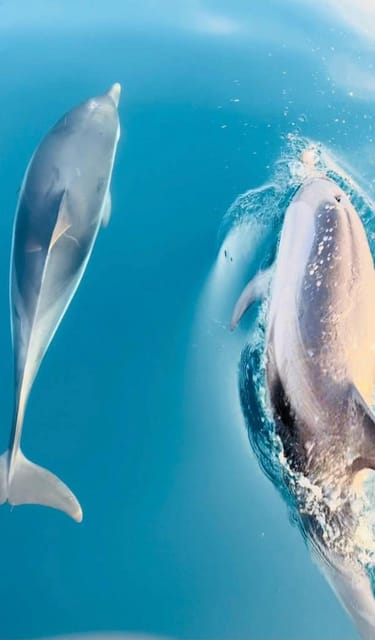 Giardini Naxos: Sunset Dolphin Watching Cruise with Aperitif - A sunset cruise that mixes dolphins, caves, and Sicilian snacks