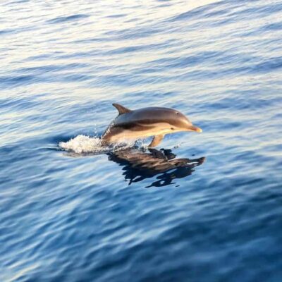 Giardini Naxos: Sunset Dolphin Watching Cruise with Aperitif