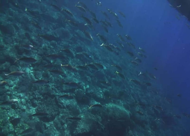 Giardini Naxos Taormina: Dolphin Watching Sunset Tour - Price and value: is $56.94 for 2.5 hours fair?