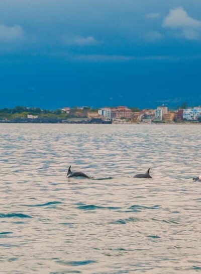 Giardini Naxos Taormina: Dolphin Watching Sunset Tour