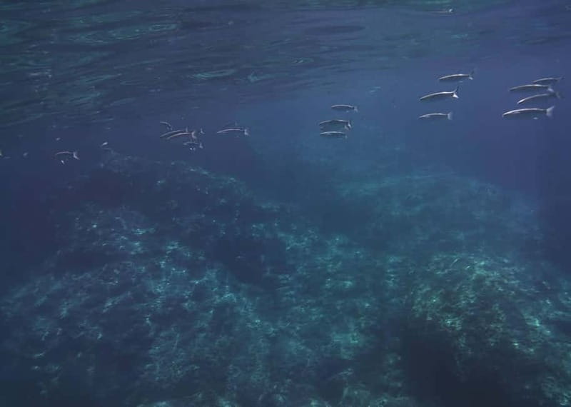 Giardini Naxos Taormina: Dolphin Watching Sunset Tour - The Ionian Sea swim stop, including what to bring