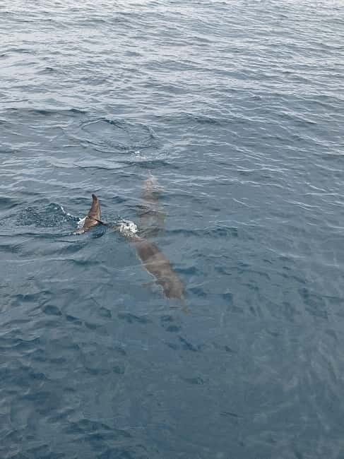 Giardini Naxos Taormina: Dolphin Watching Sunset Tour - Dolphin watching near Taormina at golden hour