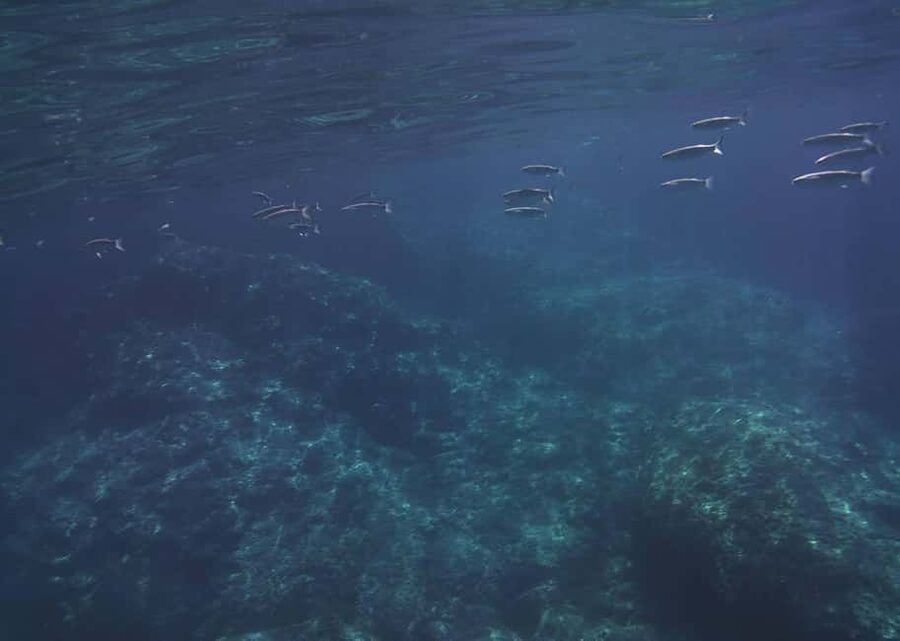 Giardini Naxos: Taormina & Isola Cruise Bella with Aperitif - The Blue Grotto and Taormina coast: small stops, good payoff