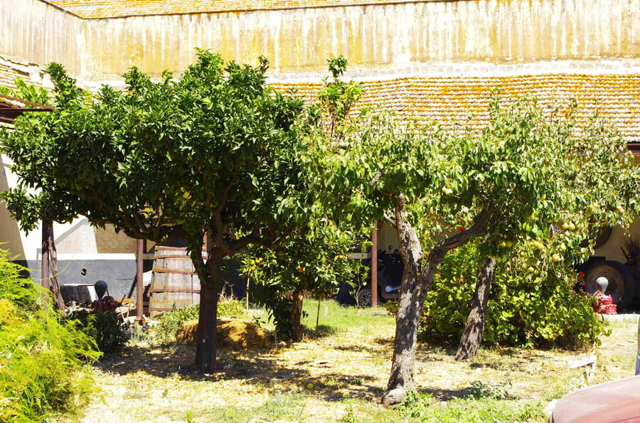 Historical Baglio Florio Adamo tour with wine tasting - Should You Book Baglio Florio Adamo?