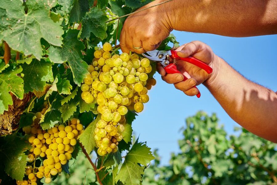 Marsala: Florio Winery Tour with Food-Paired Wine Tastings - What the Reviews Emphasize, and What You Should Expect