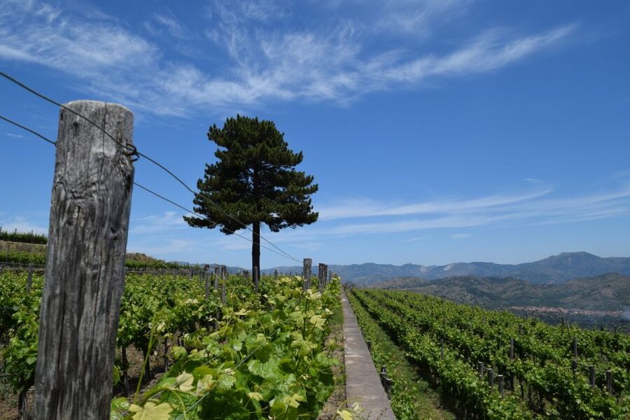 Mount Etna: Winery Tour and Tasting - Wine at 900 Meters: Why Etna Changes the Tasting