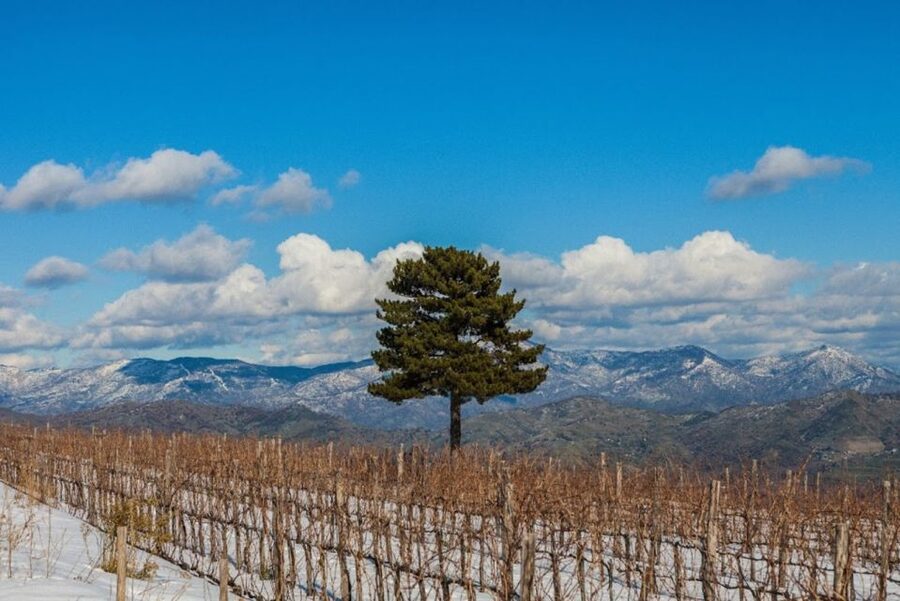 Mount Etna: Winery Tour and Tasting - Should You Book the Mount Etna Winery Tour and Tasting?