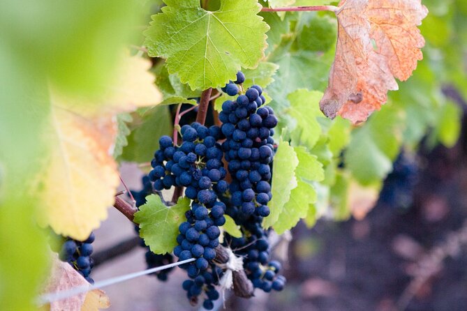 Mt Etna and Wine tasting tour from Catania - Mt. Etna meets wine in one long, well-paced day