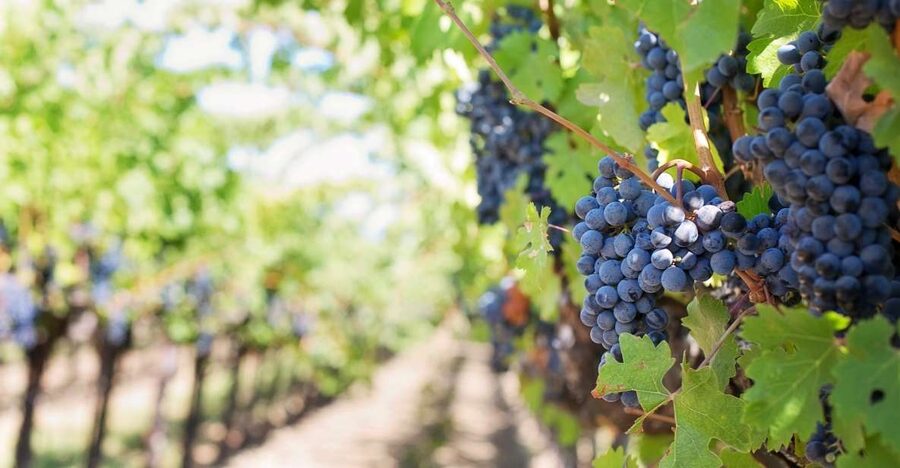 Mt Etna Private guided walking Tour with Wine Tasting - Key highlights you should know before you go